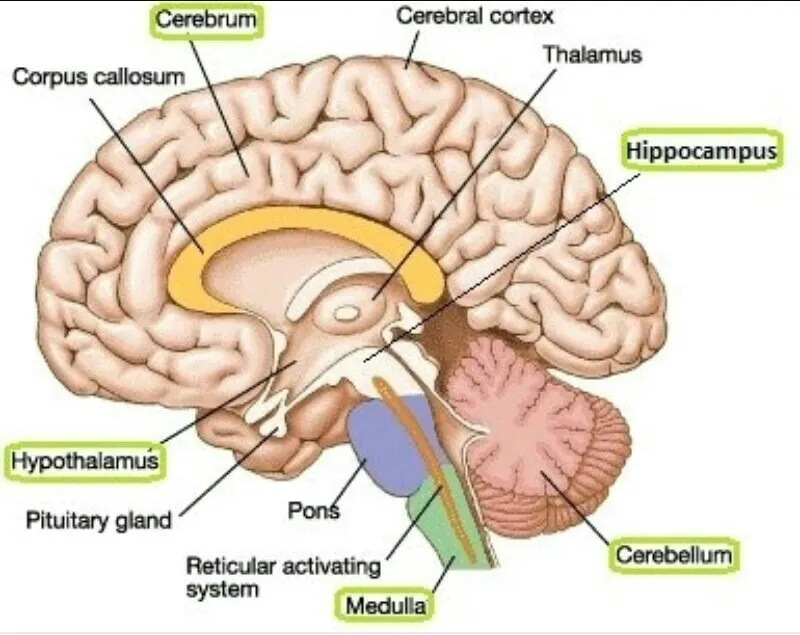 Structure of human brain